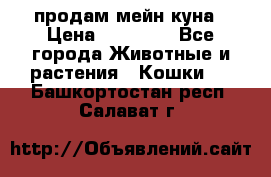 продам мейн куна › Цена ­ 15 000 - Все города Животные и растения » Кошки   . Башкортостан респ.,Салават г.